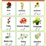 flowers name in urdu