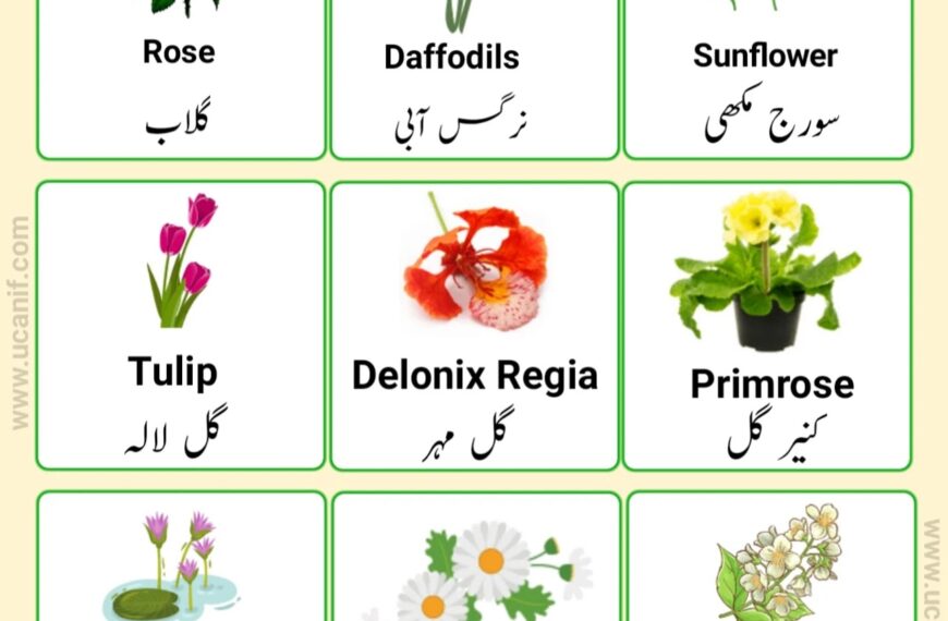 flowers name in urdu