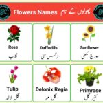 flowers name in urdu