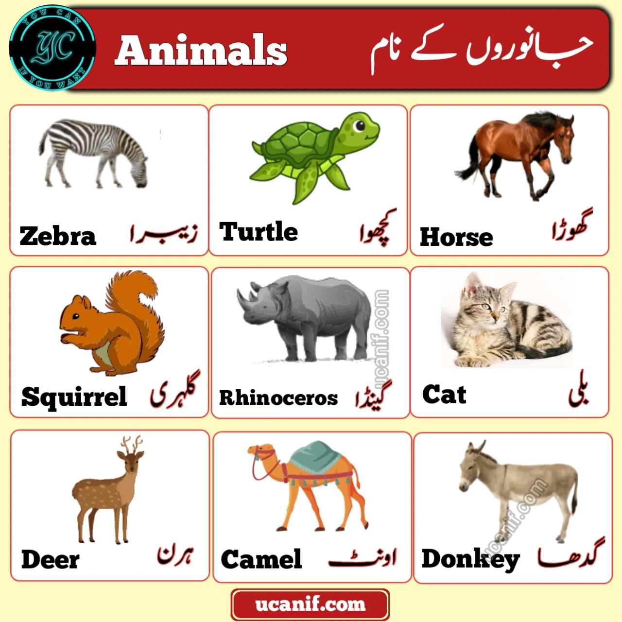 50 Popular Animals Name in Urdu & English with Pictures – All Types of Animals